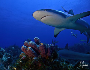 Reef Shark swims over colorful sponges at Ginormous by Steven Anderson 
